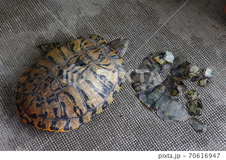 亀の脱皮 水カビ病かも ヨウチュウブログ